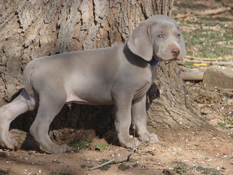 Weimaraner PUPPY FOR SALE ADN-61370 - AKC Weimaraner Puppies