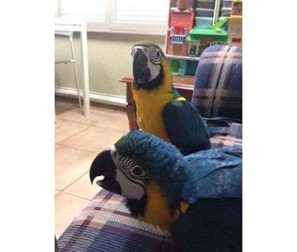 gdgfhfh smale and female macaw available and ready for new homes