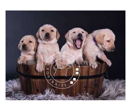 Super Cute Golden Lab Puppies