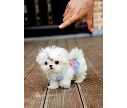 Marvelous TEACUP Maltese Puppies