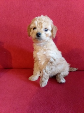 Goldendoodle-Poodle (Miniature) Mix PUPPY FOR SALE ADN-111296 - Curly n cute