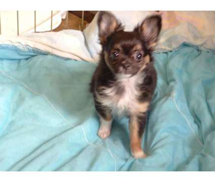 Chihuahua Male Puppy