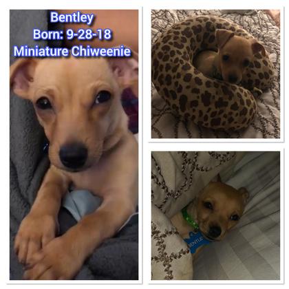 Chiweenie needs a Forever Home