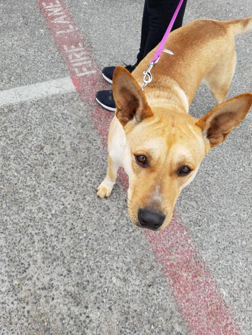 Adopt Jane a Australian Cattle Dog / Blue Heeler, Husky