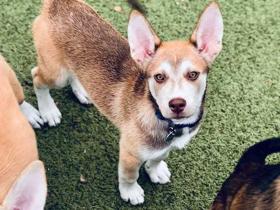 Adopt THEO a Brown/Chocolate Husky / Mixed dog in Hampton Bays, NY (24859028)