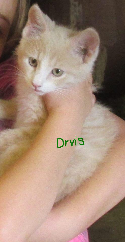 Adopt Orvis a Domestic Short Hair
