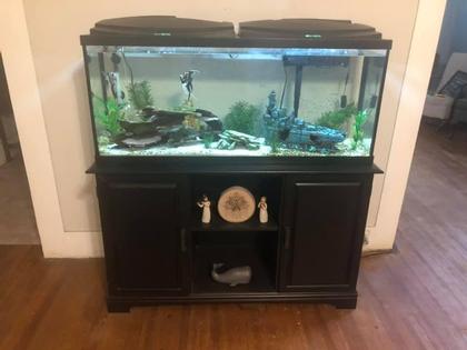 55 Gallon Tank with Fish and Equipment