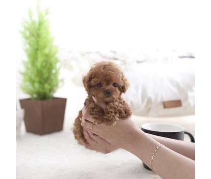 Lovable Mini Poodle Puppies