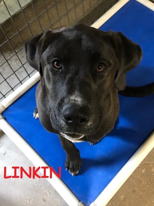 Adopt Linkin a Labrador Retriever, Boxer