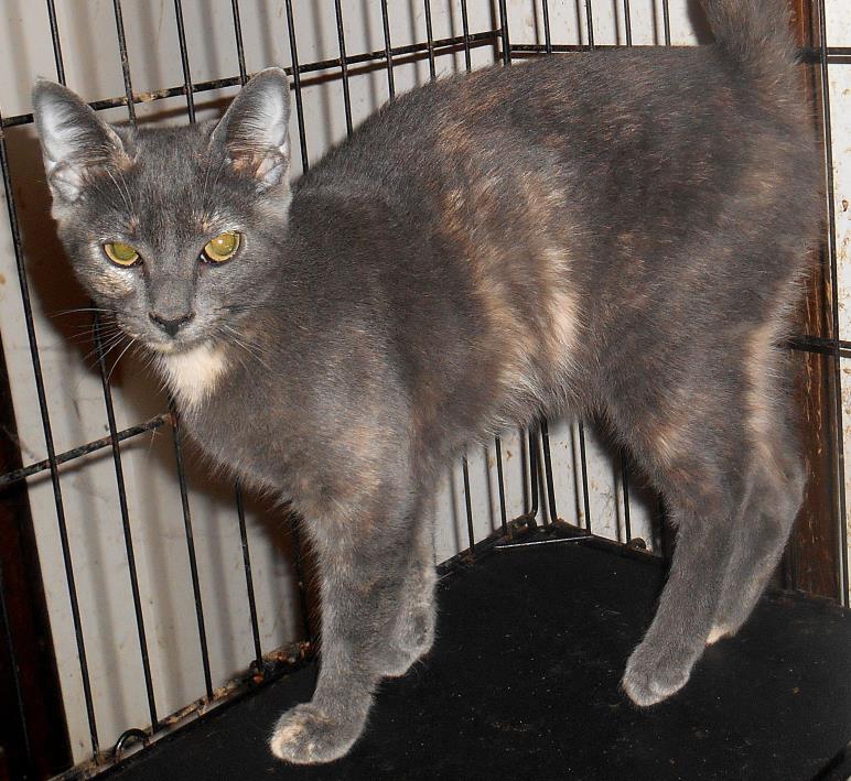 Adopt Peggy a Dilute Tortoiseshell, Domestic Short Hair