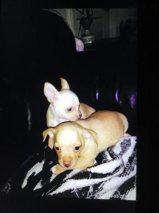 2 Beautiful Chihuahua