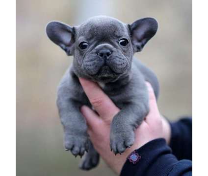 Intelligent Mini French Bulldog Puppies