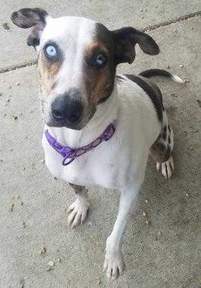 Adopt Gumbo a White Catahoula Leopard Dog / Australian Shepherd / Mixed dog in