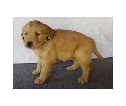 hfhjhtd Golden retriever puppies ready