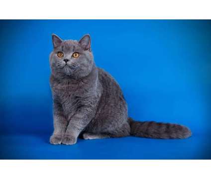 *BLUE* British Shorthair Kittens Available