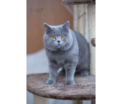 *BLUE* British Shorthair Kittens Available