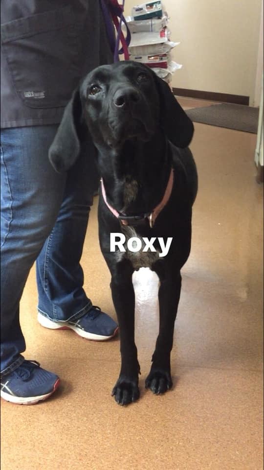 Adopt Roxy a Labrador Retriever