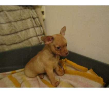 Cute Chihuahua Pups, M + F, 12 weeks 1st shots and wormed