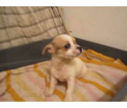 Cute Chihuahua Pups, M + F, 12 weeks 1st shots and wormed