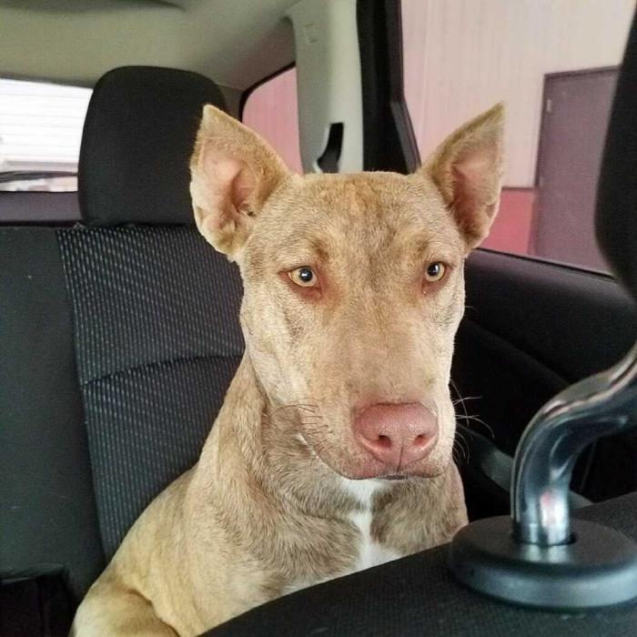 Adopt Tahlei a Pharaoh Hound / Pit Bull Terrier dog in Point, TX (20180550)