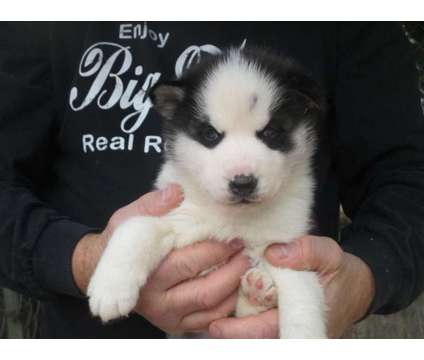 akc reg siberian husky male blue eyes