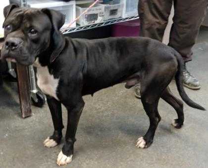 Adopt Boss** (HW+) a Black Boxer / Mixed dog in Owensboro, KY (24621884)