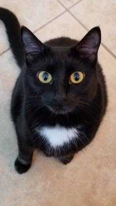 Adopt Magic a All Black Domestic Shorthair / Domestic Shorthair / Mixed cat in