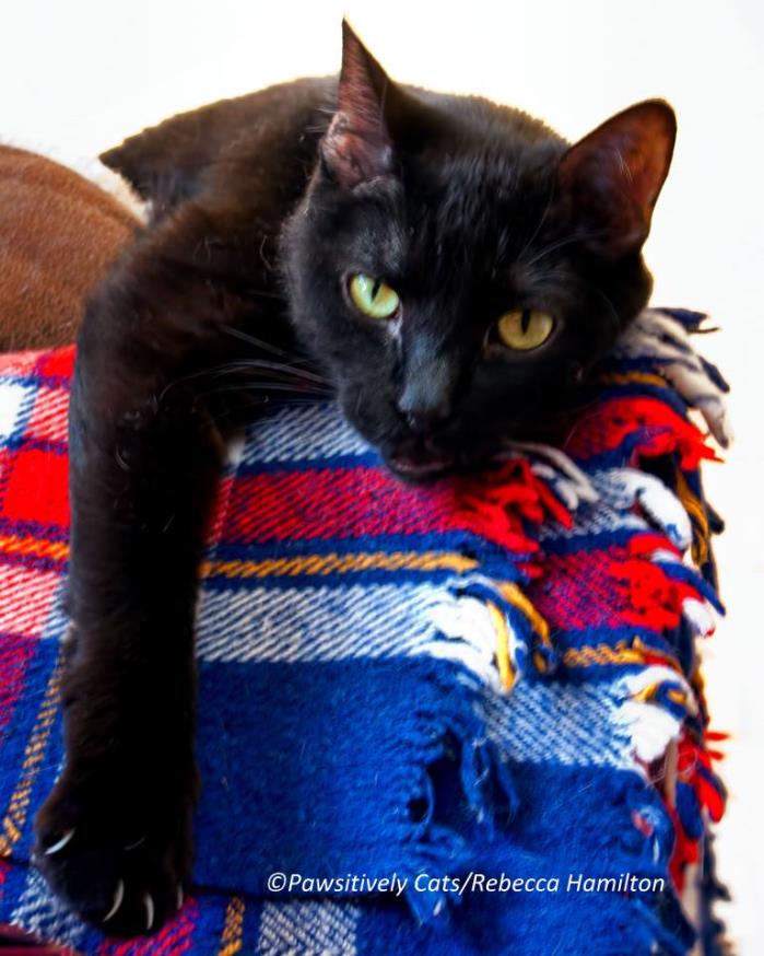 Adopt Charger a Domestic Short Hair