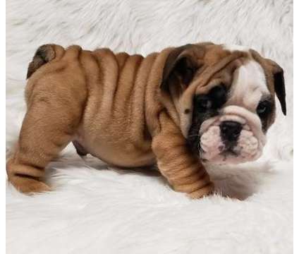 ngchgfxg English bulldog puppies ready