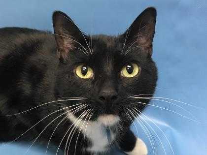 Adopt Archie a All Black Domestic Shorthair / Mixed (short coat) cat in