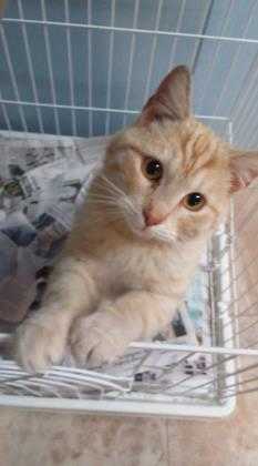 Adopt Oakley a Orange or Red Domestic Shorthair / Domestic Shorthair / Mixed cat