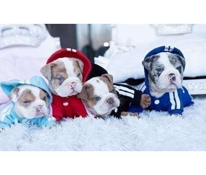 Impressive Mini English Bulldog Puppies