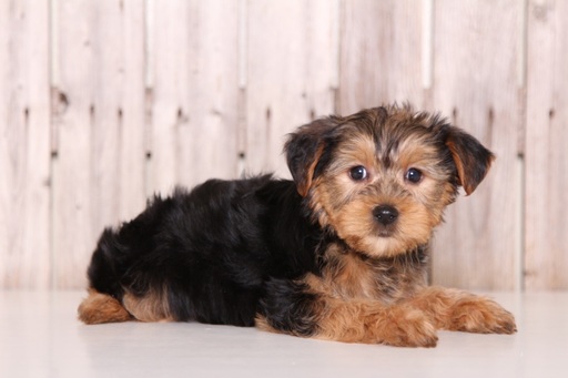 Yorkshire Terrier PUPPY FOR SALE ADN-61688 - Woody Male Yorkie