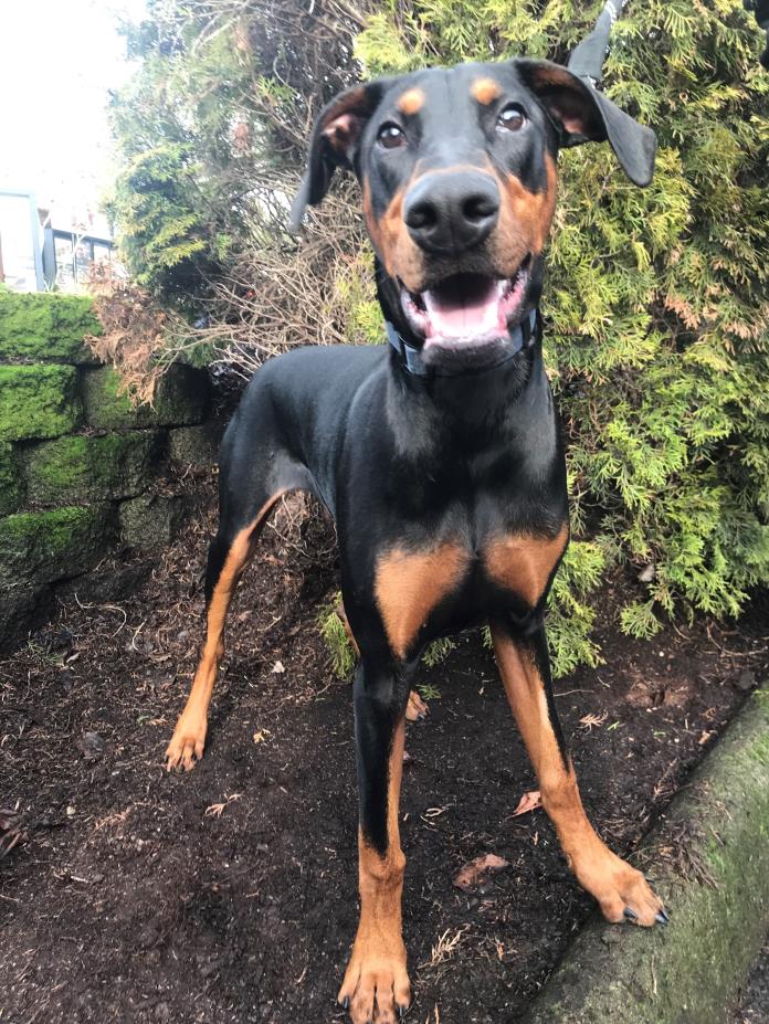 Adopt Fred a Doberman Pinscher