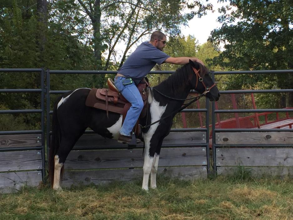 3 yr old Spotted Saddle Horse Mare