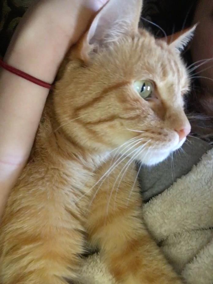 Adopt Dexter a Orange or Red American Shorthair / Mixed cat in Moore