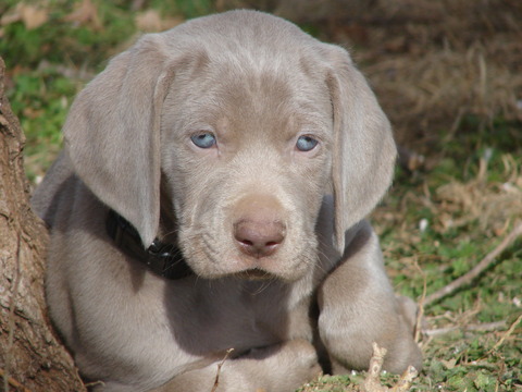 Weimaraner PUPPY FOR SALE ADN-61369 - AKC Weimaraner Puppies