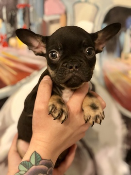 French Bulldog PUPPY FOR SALE ADN-114345 - French Bulldog Puppies