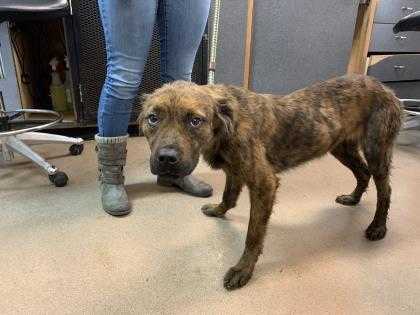 Adopt Ladybug a Brown/Chocolate Rottweiler / Chow Chow / Mixed dog in