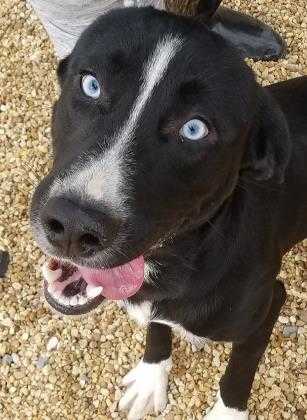 Adopt Flash a Black Border Collie / Mixed dog in Belle Chasse, LA (24154113)