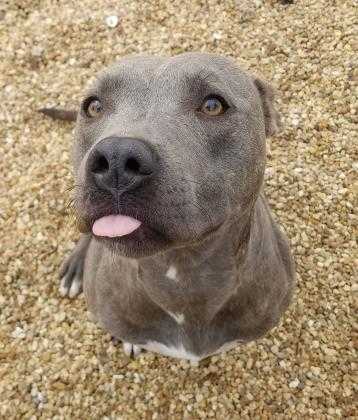 Adopt Princess Leia a Gray/Blue/Silver/Salt & Pepper American Pit Bull Terrier /