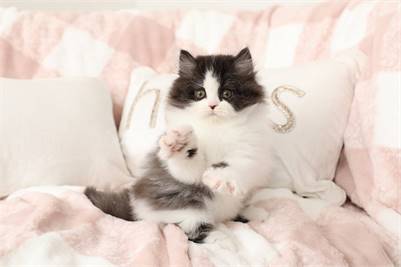 Black & White Kitten Available