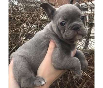 gnfndyd French bulldog puppies ready