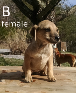 Mutt DOG FOR ADOPTION ADN-120089 - Small Farm Puppy 3 mo