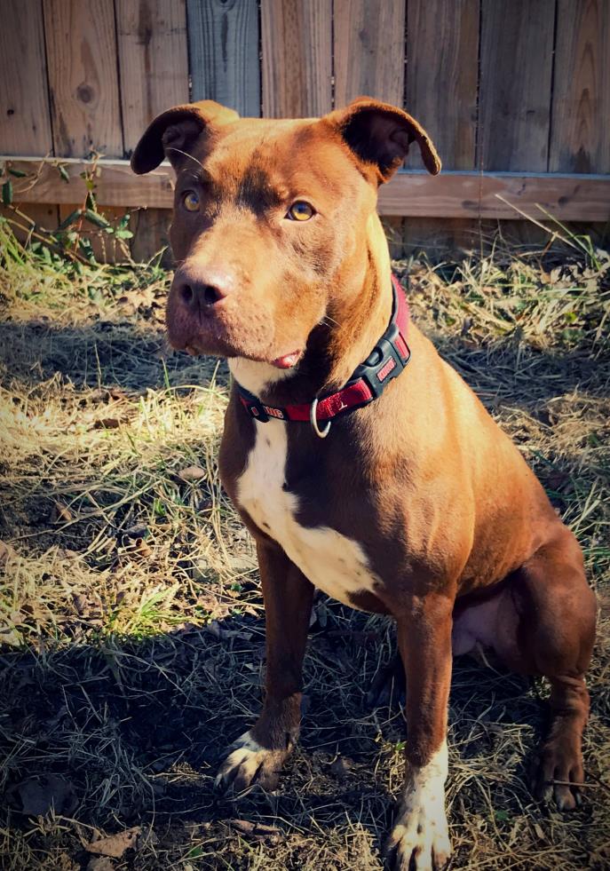 Adopt Woody a Red/Golden/Orange/Chestnut - with White American Pit Bull Terrier