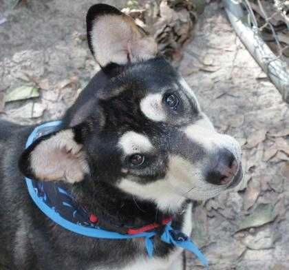 Adopt Chapo a Black Husky / Shepherd (Unknown Type) / Mixed dog in Spartanburg