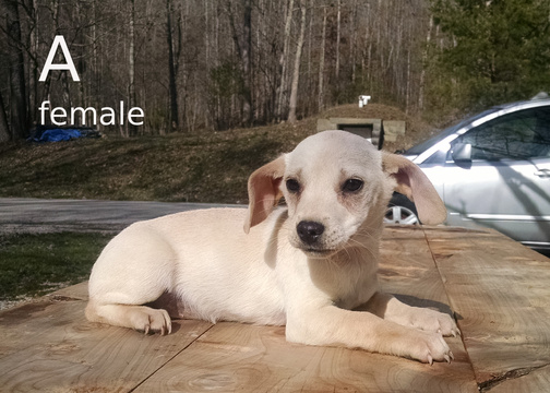 Mutt DOG FOR ADOPTION ADN-120084 - Small Farm Puppy 3 mo