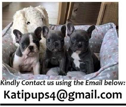 Fabulous Soild Blue French Bulldog Puppies For Sale