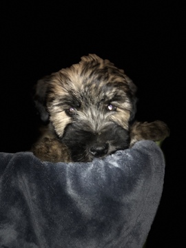 Soft Coated Wheaten Terrier PUPPY FOR SALE ADN-120081 - Soft Coated Wheaten