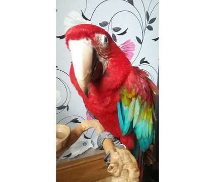 xfdfdg male and female macaw and other birds ready and availble at our farm for